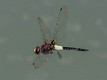 Pseudothemis jorina-